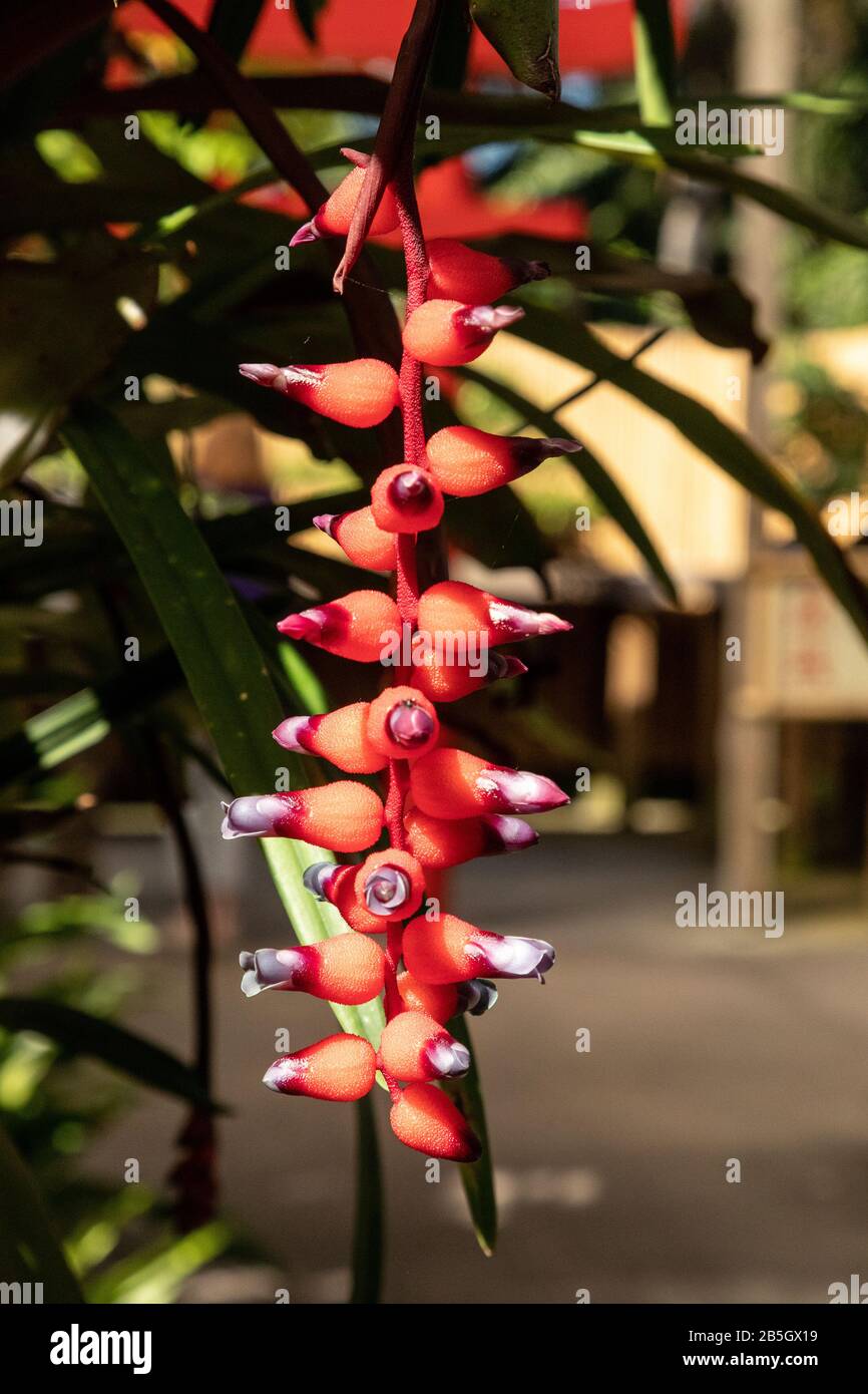 Red flower clusters hang from a Aechmea  Ruiz and Pav. vine in a botanical garden. Stock Photo