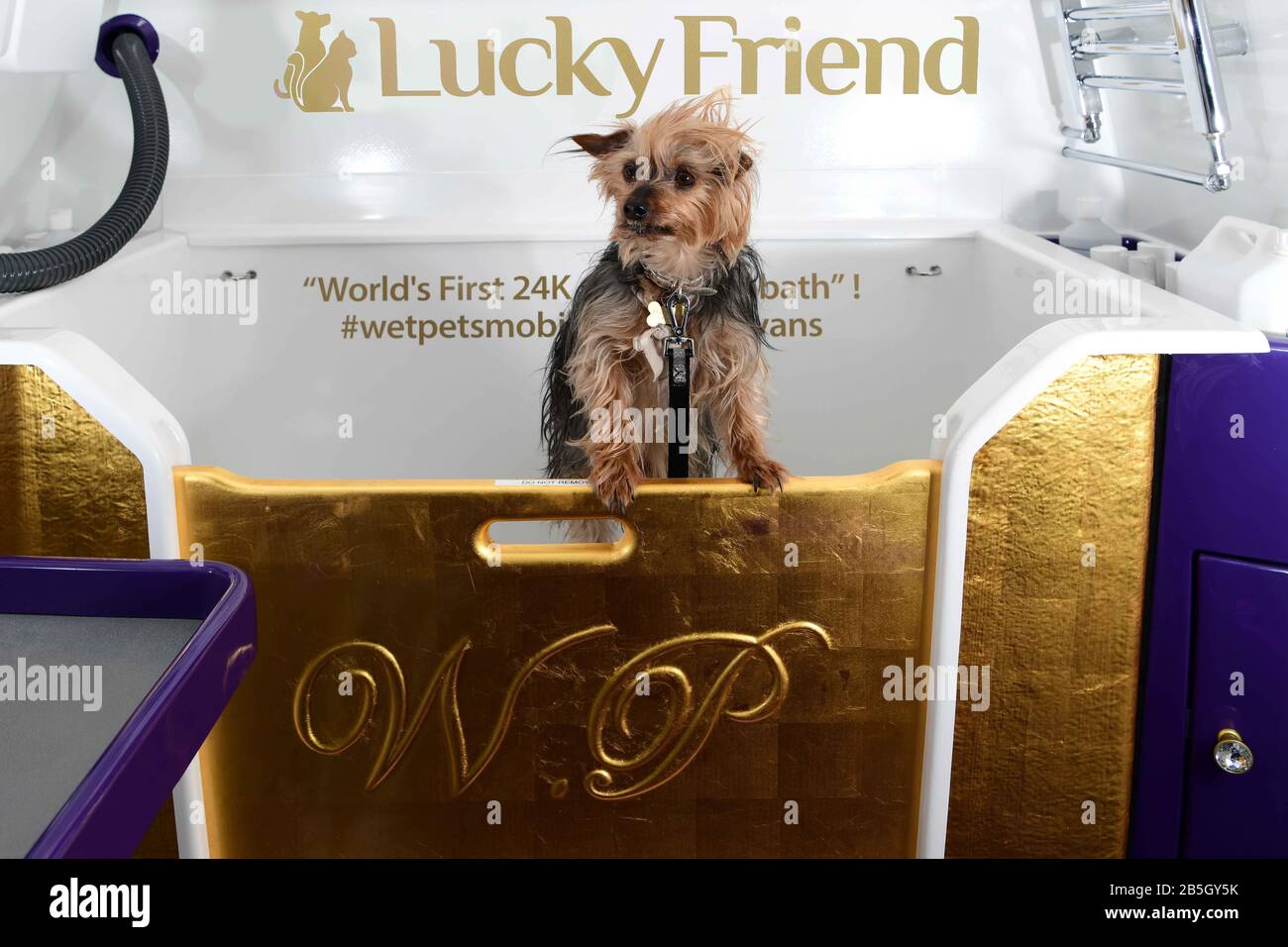 Spartacus the Yorkie helping to showcase the worlds first ever 24k gold bath at the Birmingham National Exhibition Centre (NEC) during the Crufts Dog Show. Stock Photo