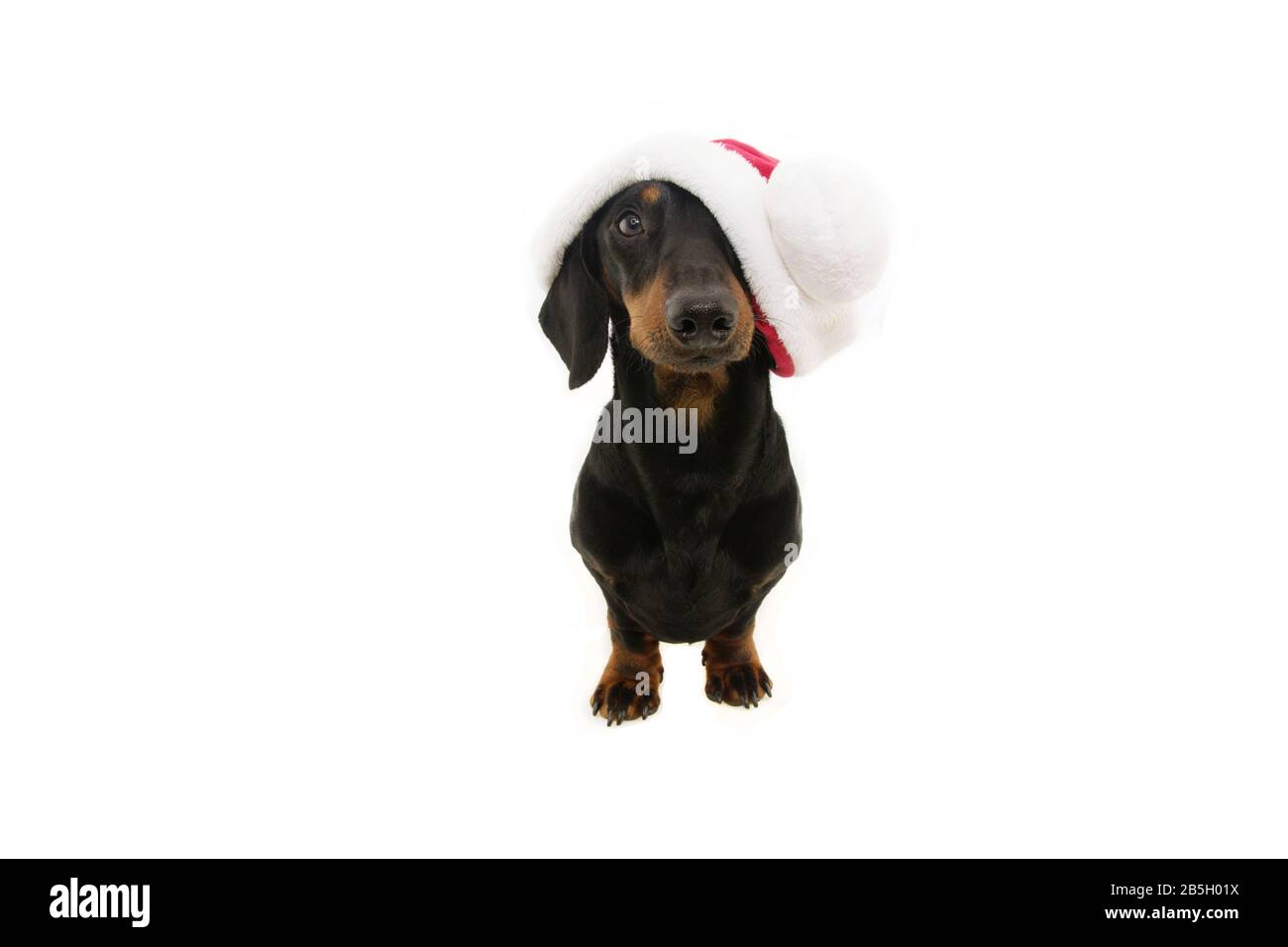 portrait dachshund puppy dog celebrating christmas with a red santa ...