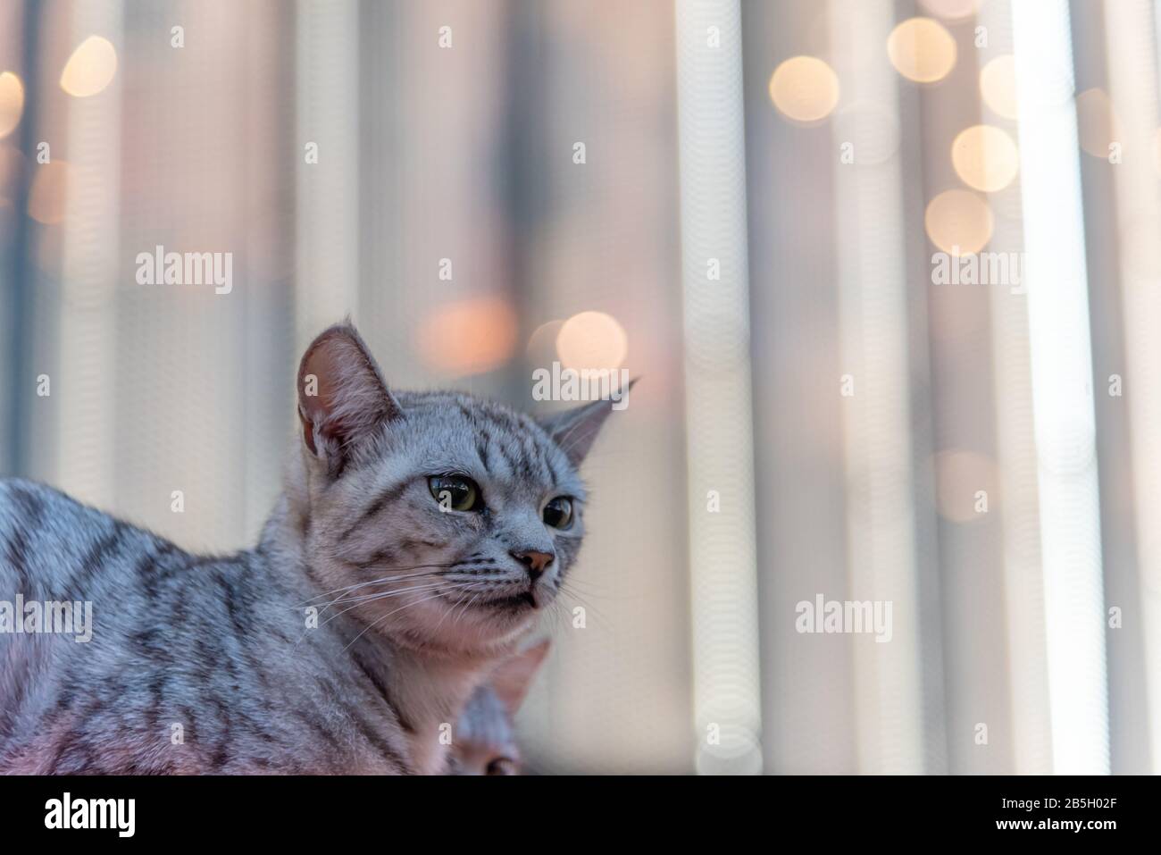 Portrait of a pretty cat, close up shot with Blur background Stock Photo