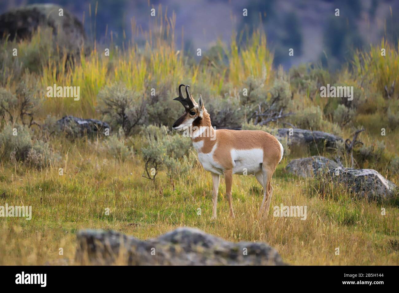 Pronghorn Antelope Buck closeup in Yellowstone National Park Stock