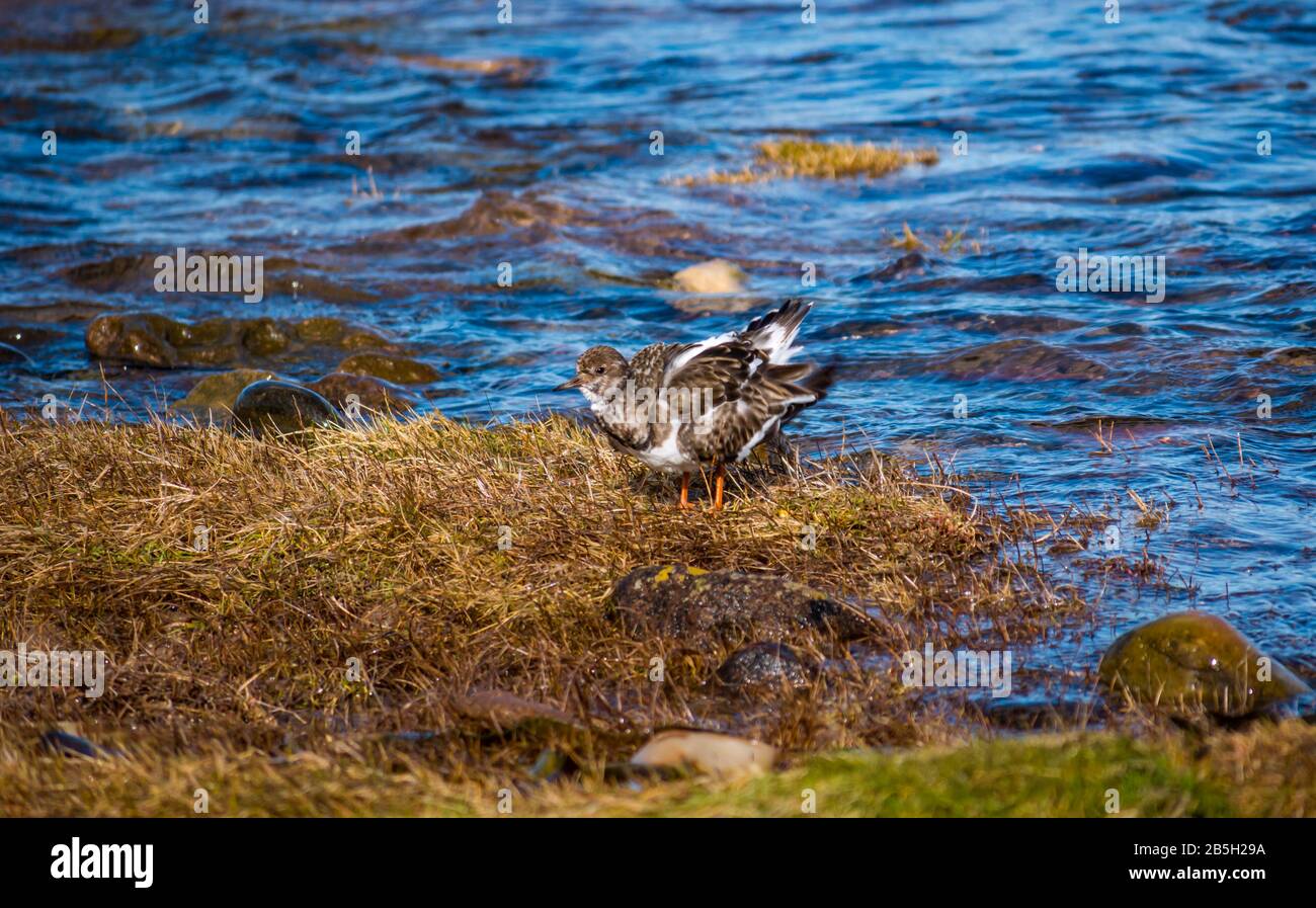 East Lothian, Scotland, United Kingdom. 8th Mar, 2020. UK Weather: A Turnstone (Arenaria) wading bird on the shore fluffs its feathers. Stock Photo