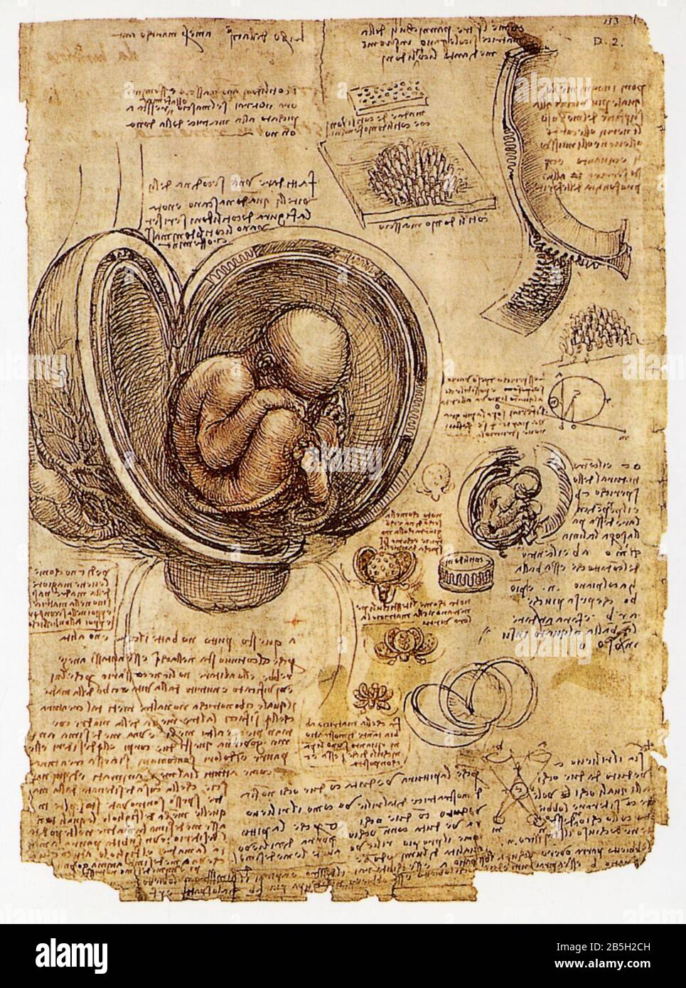 A Drawing Of The Cavity Of The Uterus With Fetus In S vrogue.co