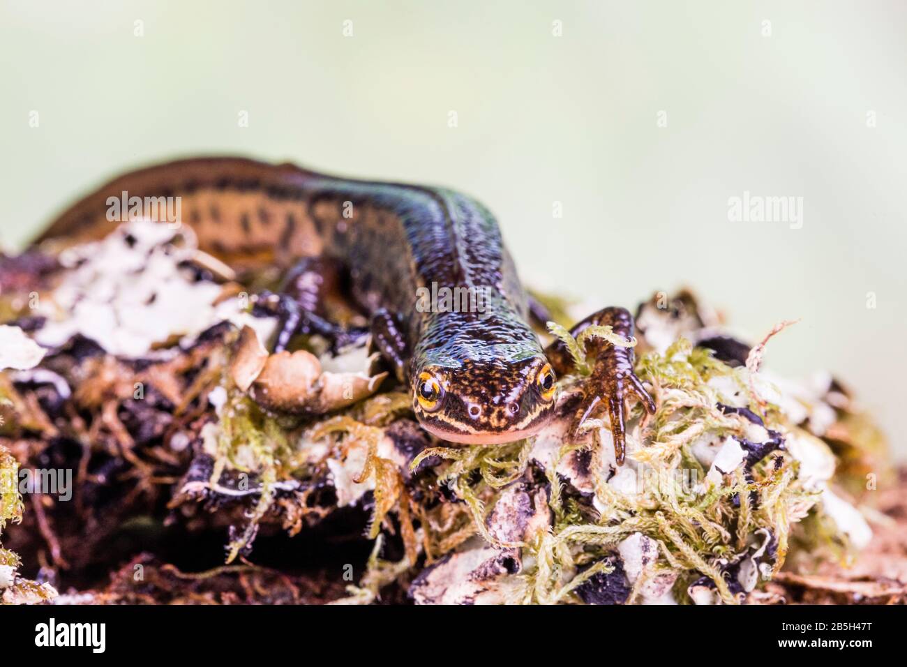A male palmate newt photographed in a controlled set up before release
