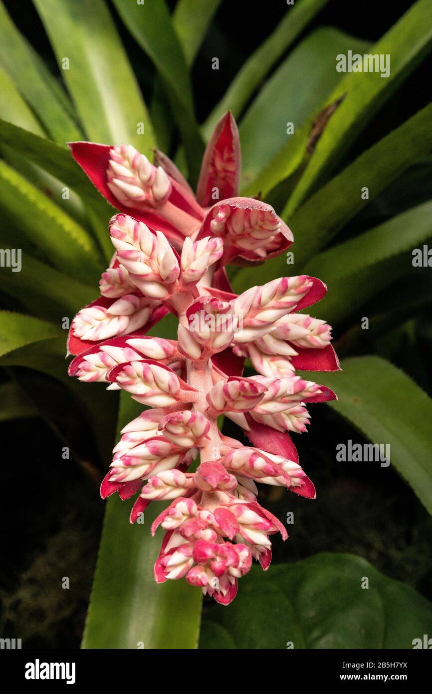Pink flowers bloom on the bromeliad Aechmea patriciae in a botanical garden in Sarasota, Florida. Stock Photo
