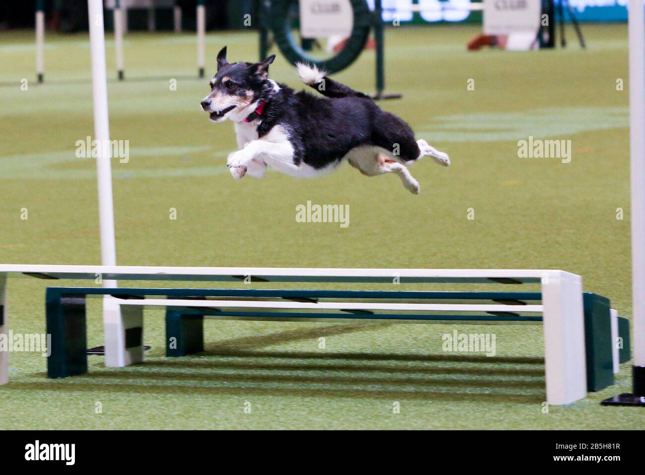 Birmingham, UK. 8th Mar, 2020. Final day of Crufts 2020. Little Miss Jumping Jinx leaps over a jump in the Agility Final. Credit: ️Jon Freeman/Alamy Live News Stock Photo