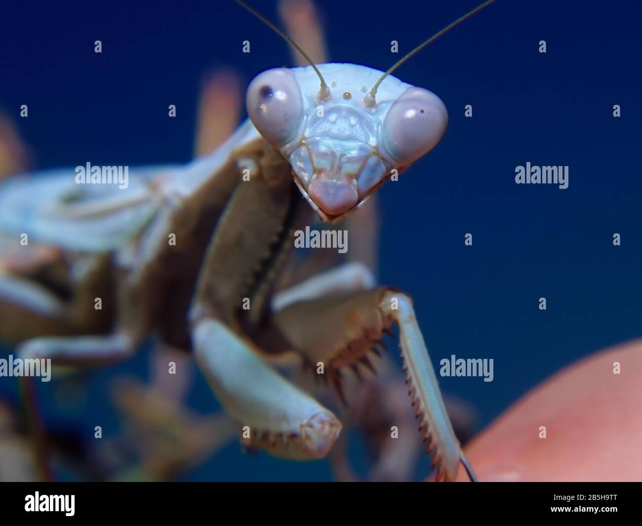 Praying mantis crawling hires stock photography and images Alamy