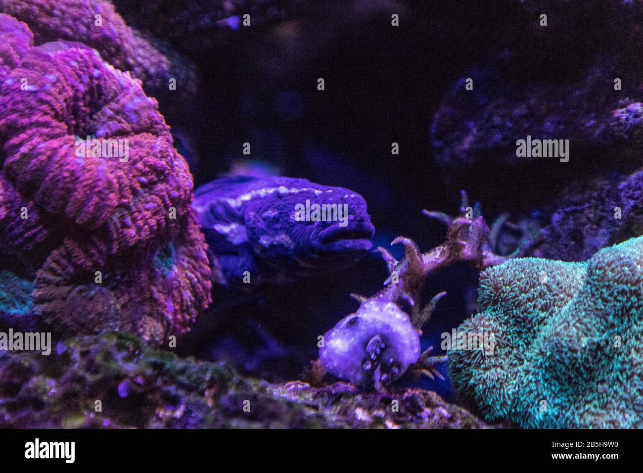 Convict blenny fish Pholidichthys leucotaenia hides in a coral reef. Stock Photo