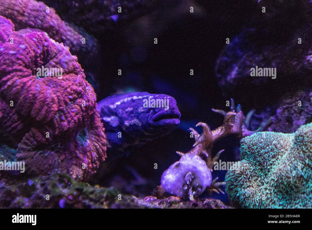 Convict blenny fish Pholidichthys leucotaenia hides in a coral reef. Stock Photo