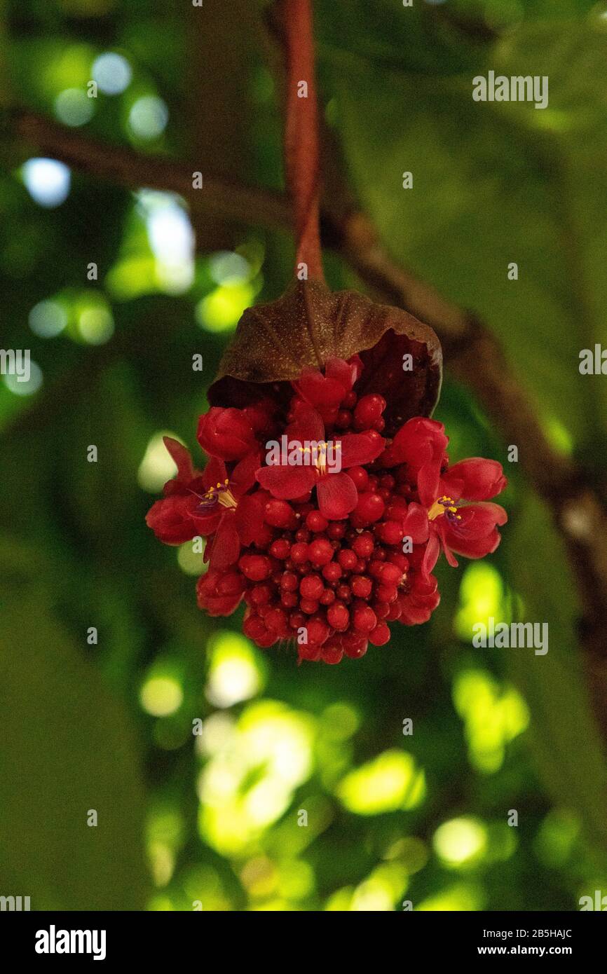 Red cluster of flowers on Medinilla miniata hangs from a plant in a botanical garden in the Philippines. Stock Photo