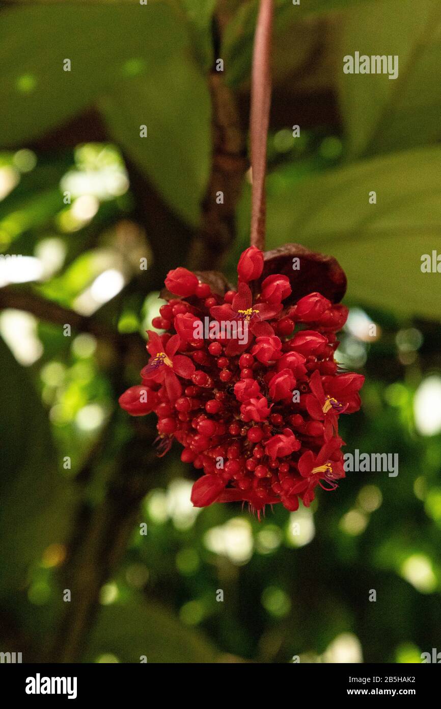 Red cluster of flowers on Medinilla miniata hangs from a plant in a botanical garden in the Philippines. Stock Photo