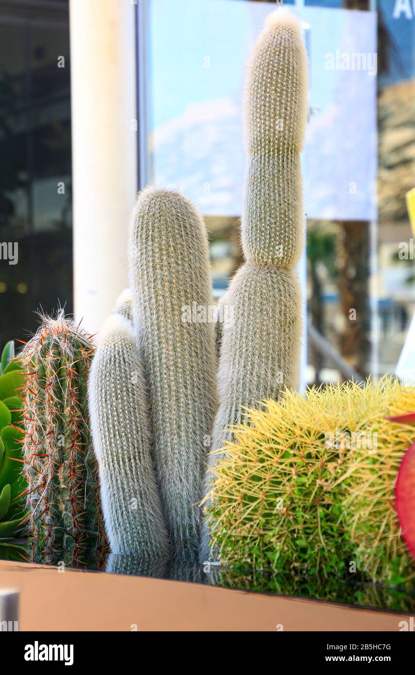 beautiful cactus Carnegiea gigantea: Saguaro Stock Photo