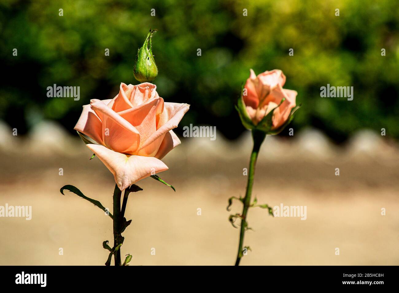 Red roses bloom hi-res stock photography and images - Alamy