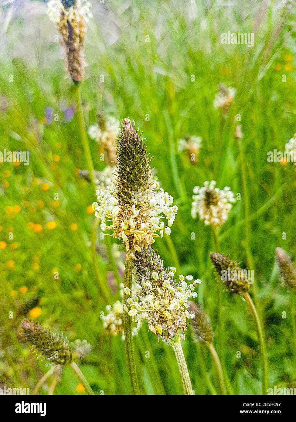 Nice plant of name Ribwort on green background Stock Photo