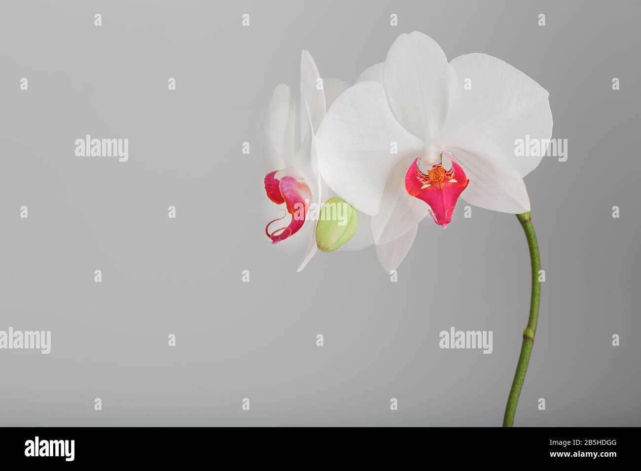 Tropical white Orchid on a gray, light background. Free space, Copy-Space, close-up. Stock Photo