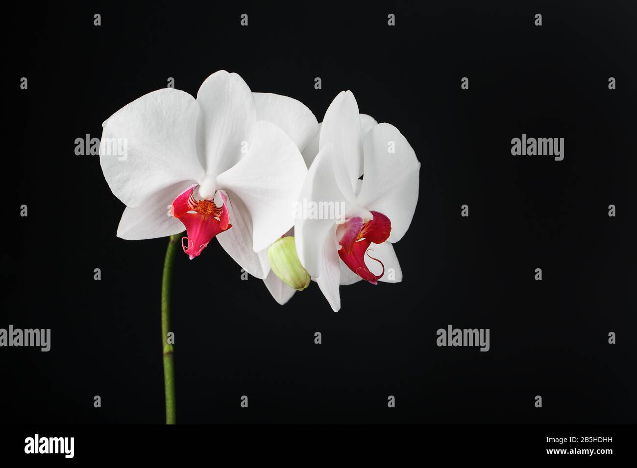Tropical White Orchid On A Black Background Free Space Copy Space Close Up Stock Photo Alamy Tropical White Orchid On A Black Background Free Space Copy Space Close Up Stock Photo Alamy