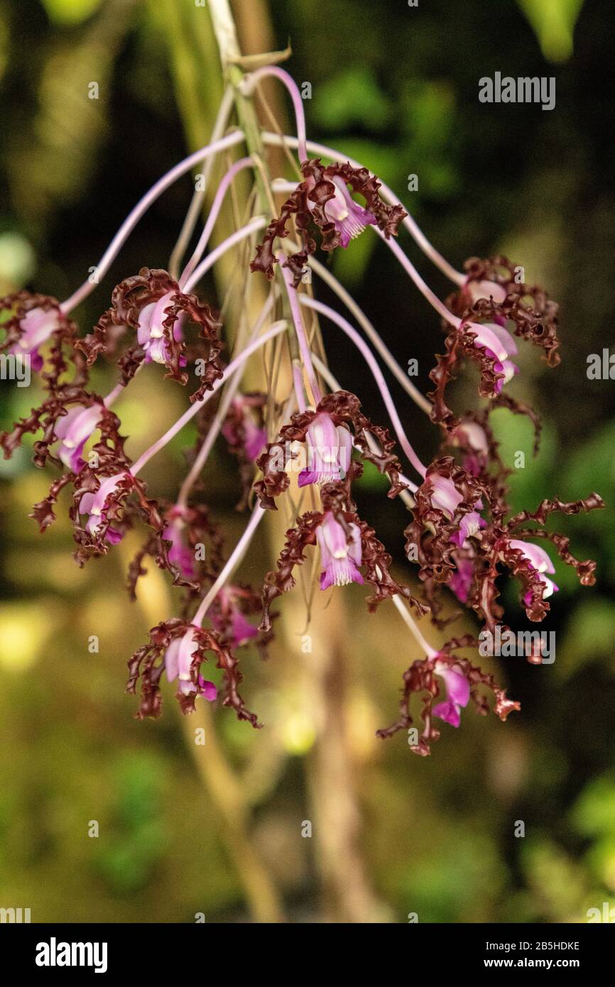 Tiny pink flowers on the Laelia undulate orchid grows in Venezuela Stock Photo