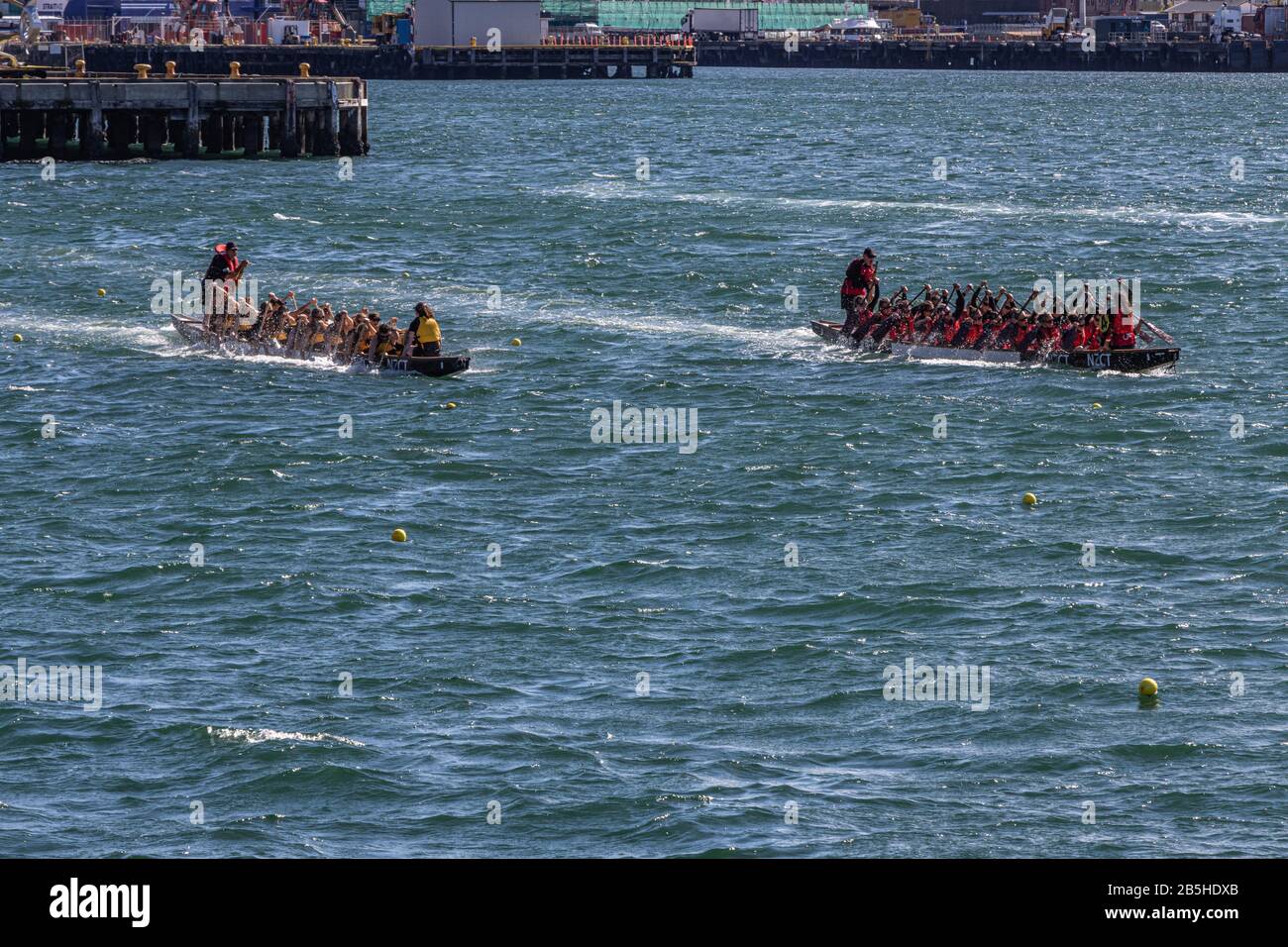 Two Dragon Boat Teams racing on Wellington Harbour Stock Photo