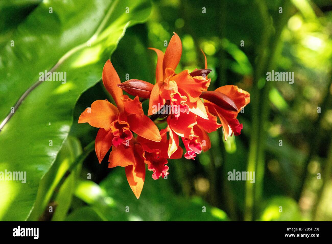 Orange red Laeliocattleya Fire Dance Patricia orchid flower blooms in a botanical garden. Stock Photo