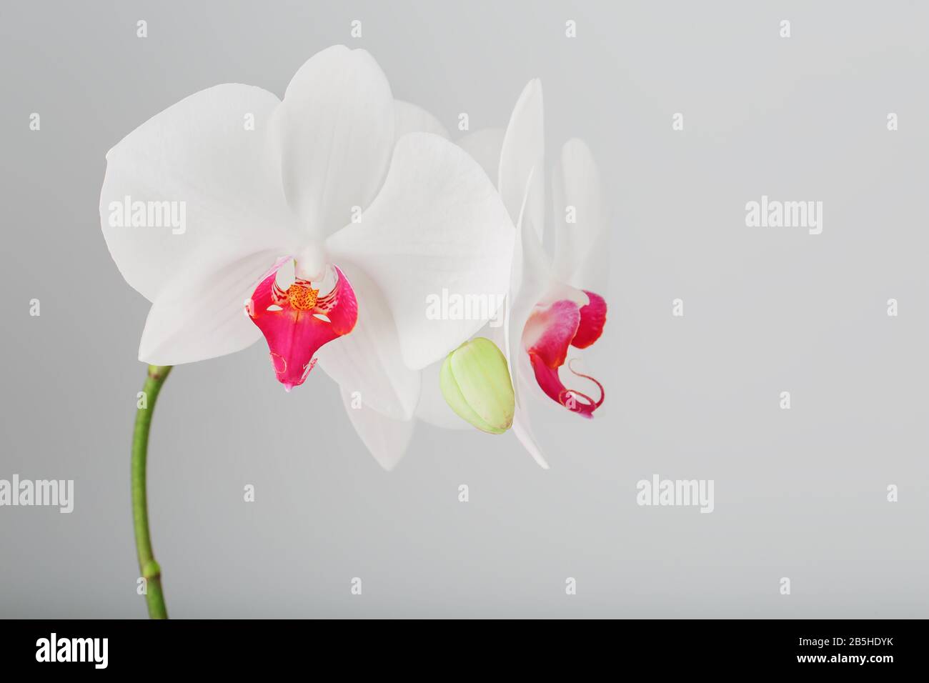 Tropical white Orchid on a gray, light background. Free space, Copy-Space, close-up. Stock Photo