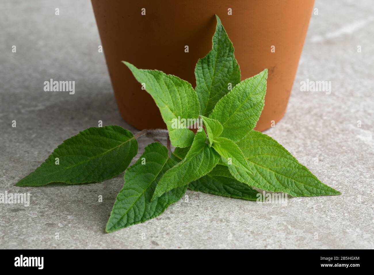 Fresh green leaves of pineapple sage close up Stock Photo