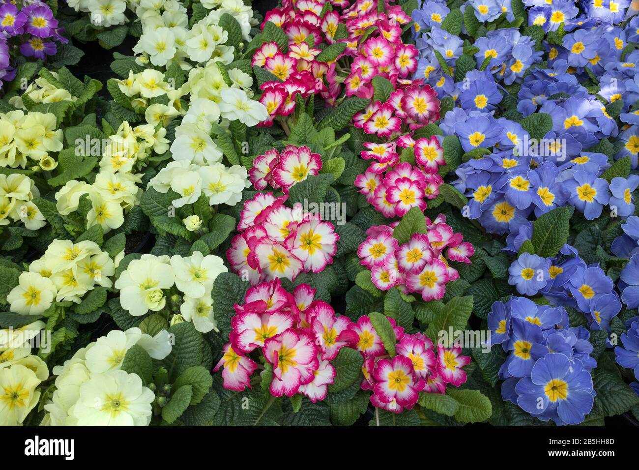 Variety of colorful cultivated primula plants full frame Stock Photo