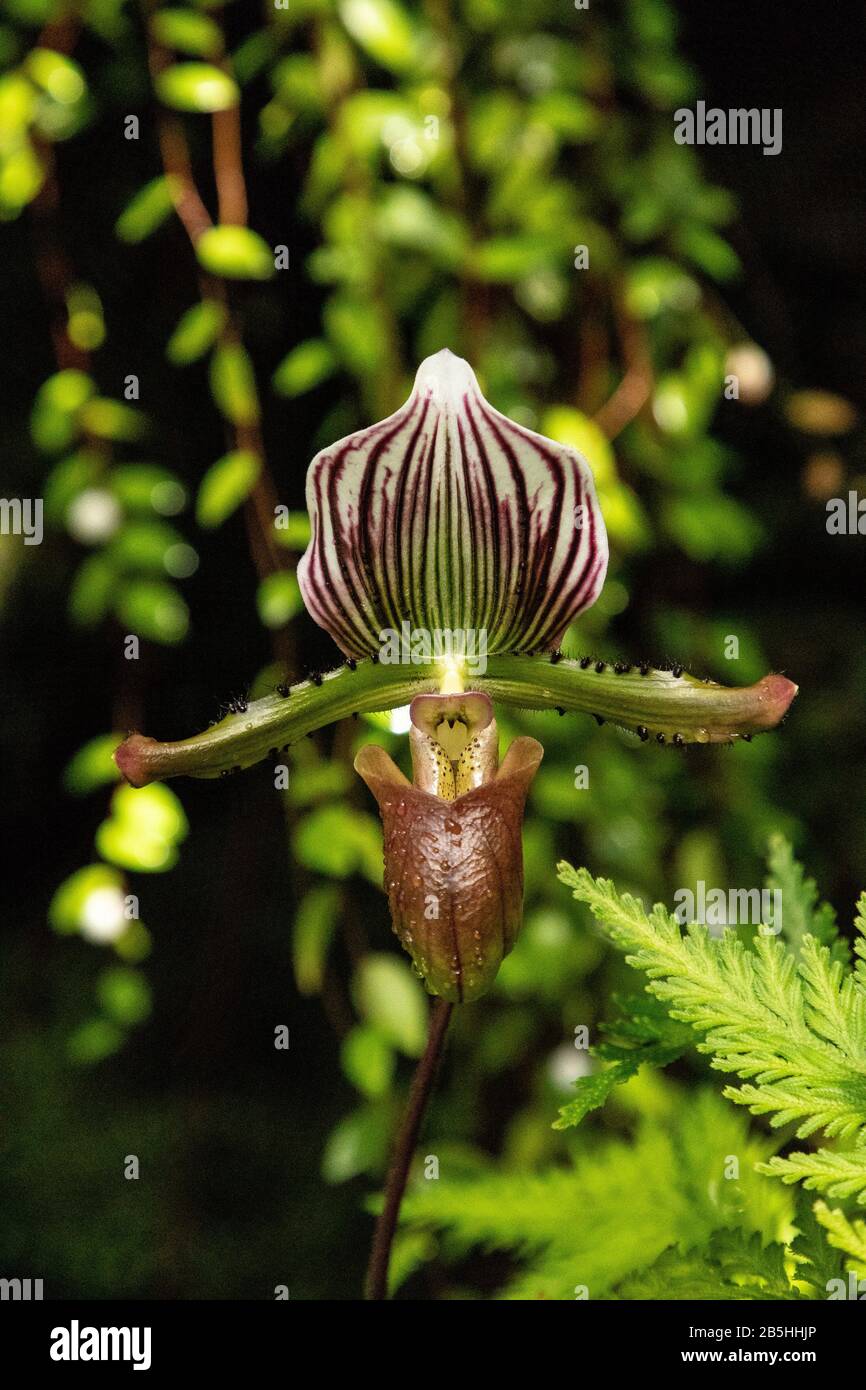 Paphiopedilum lawrenceanum  lady slipper orchid blooms in a botanical garden. Stock Photo