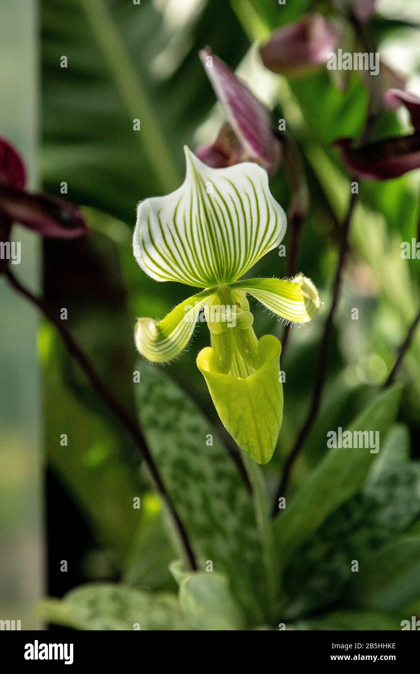 Paphiopedilum lawrenceanum  lady slipper orchid blooms in a botanical garden. Stock Photo
