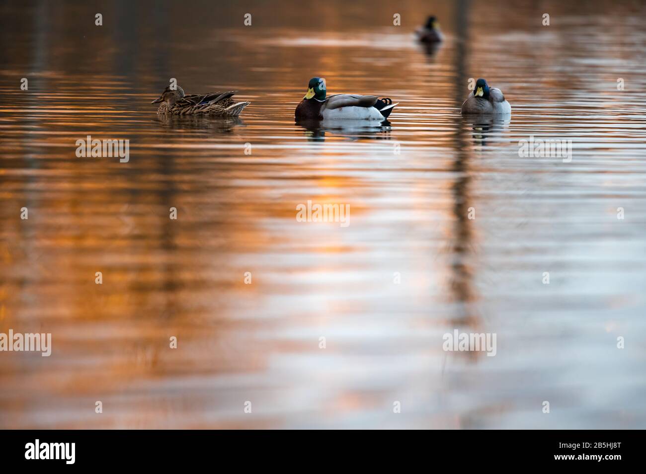 Wild duck swims on the lake. On the water surface you can see golden light from sunset. Stock Photo