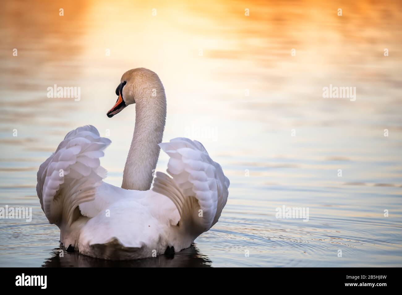 Swan swimming away. In the background is beautiful golden light from the sunset. Stock Photo