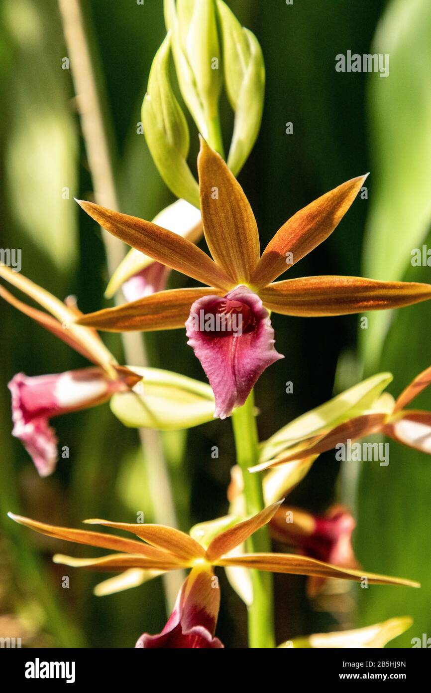 Phaius tankervilleae orchid called nun orchid or nuns cap grows in China. Stock Photo