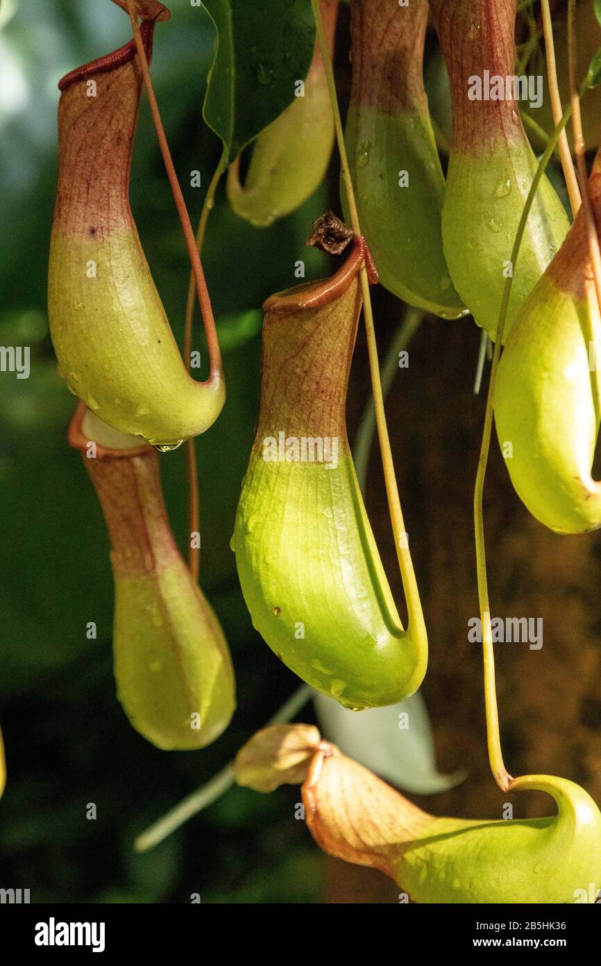 Carnivorous Pitcher plant Nepenthes ventricosa is found in the Philippines. Stock Photo