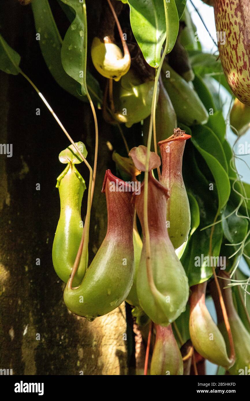 Carnivorous Pitcher plant Nepenthes ventricosa is found in the Philippines. Stock Photo