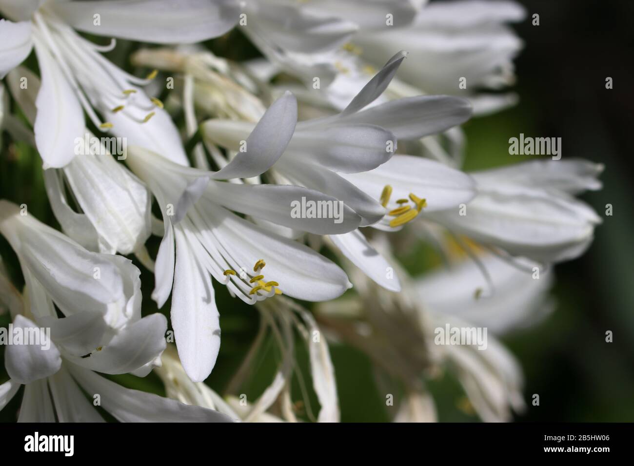 Agapanthus africanus:Lovely clusters of bell-like white flowers on tall, upright stalks that rise above clumping, narrow, strap-like, green leaves. Stock Photo