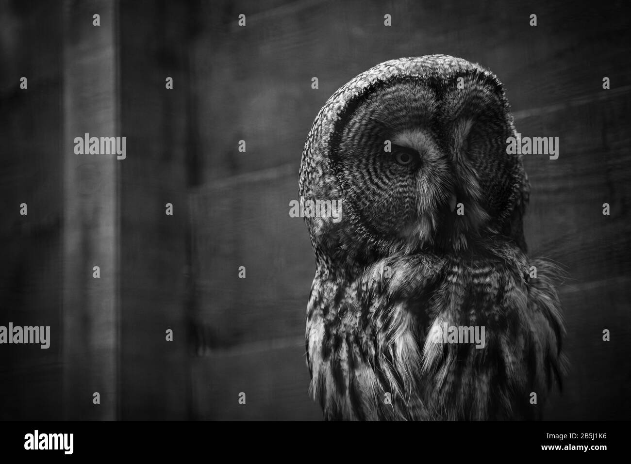 Black and white owl hi-res stock photography and images - Alamy
