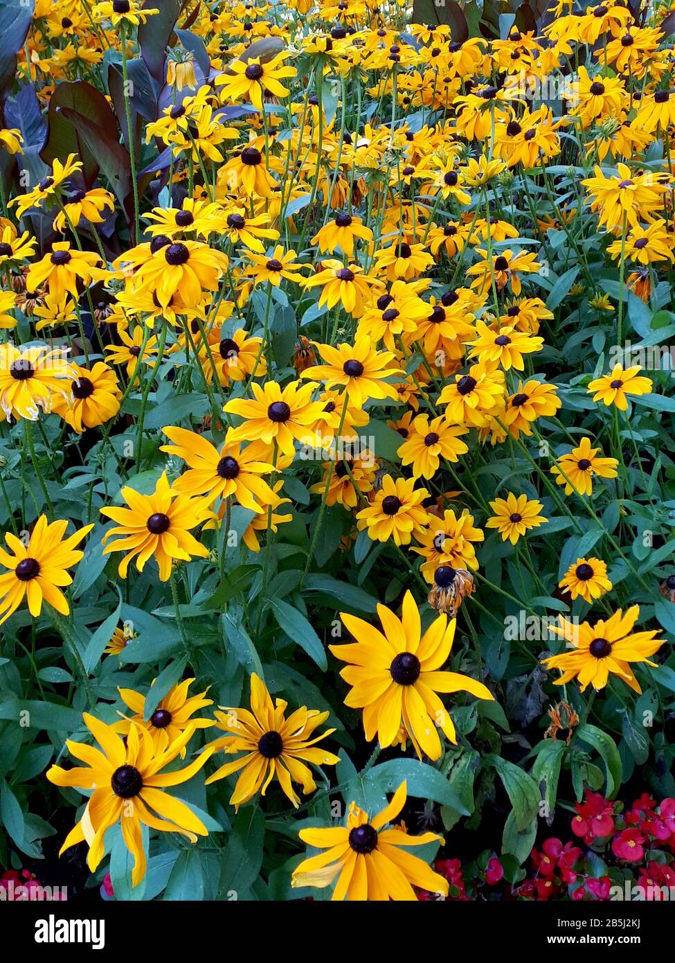 Rudbeckia or Black Eyed Susan Flowers in the Spa Gardens in Ripon North ...