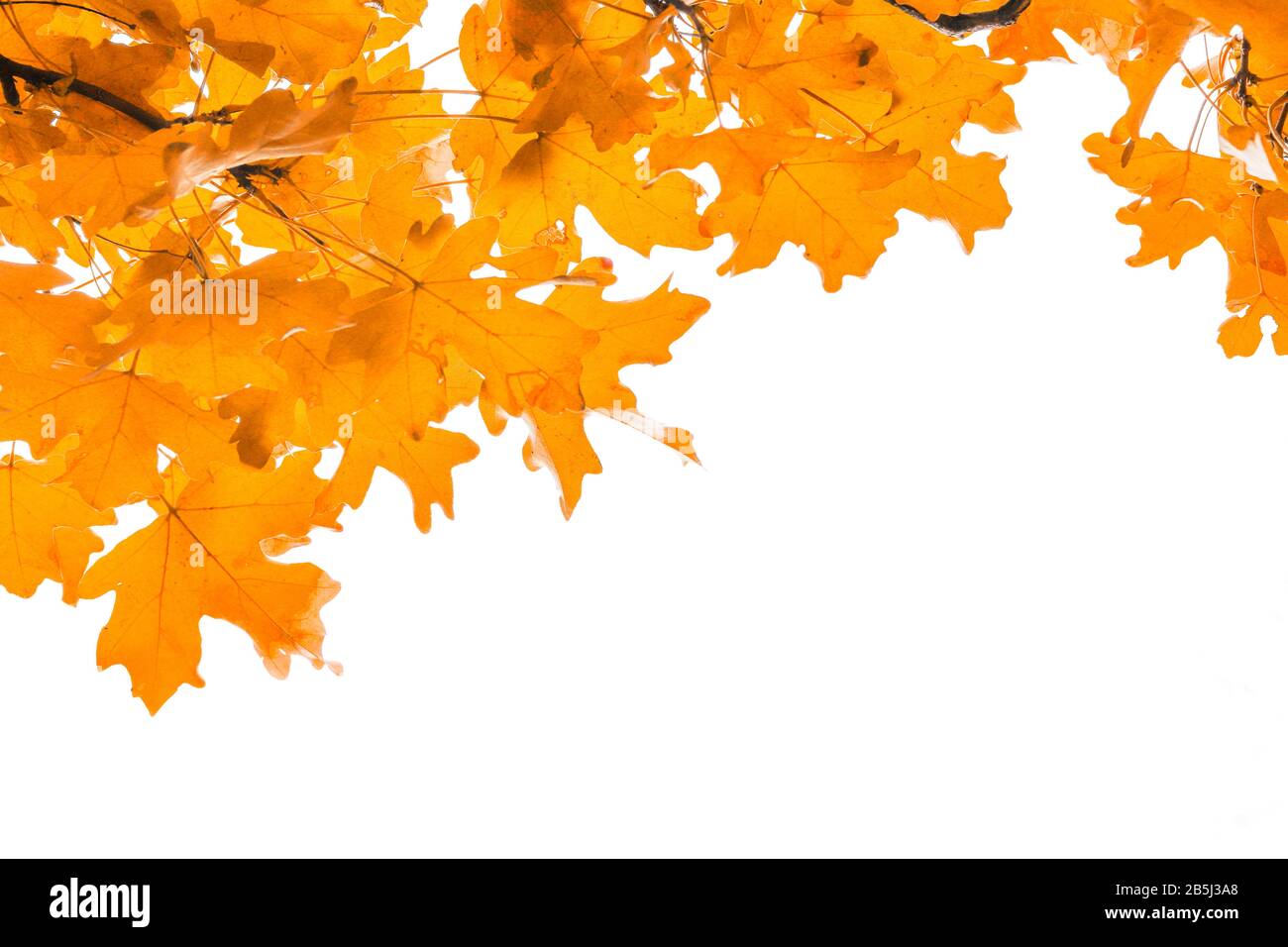 Border frame of colorful autumn leaves maple isolated on white ...