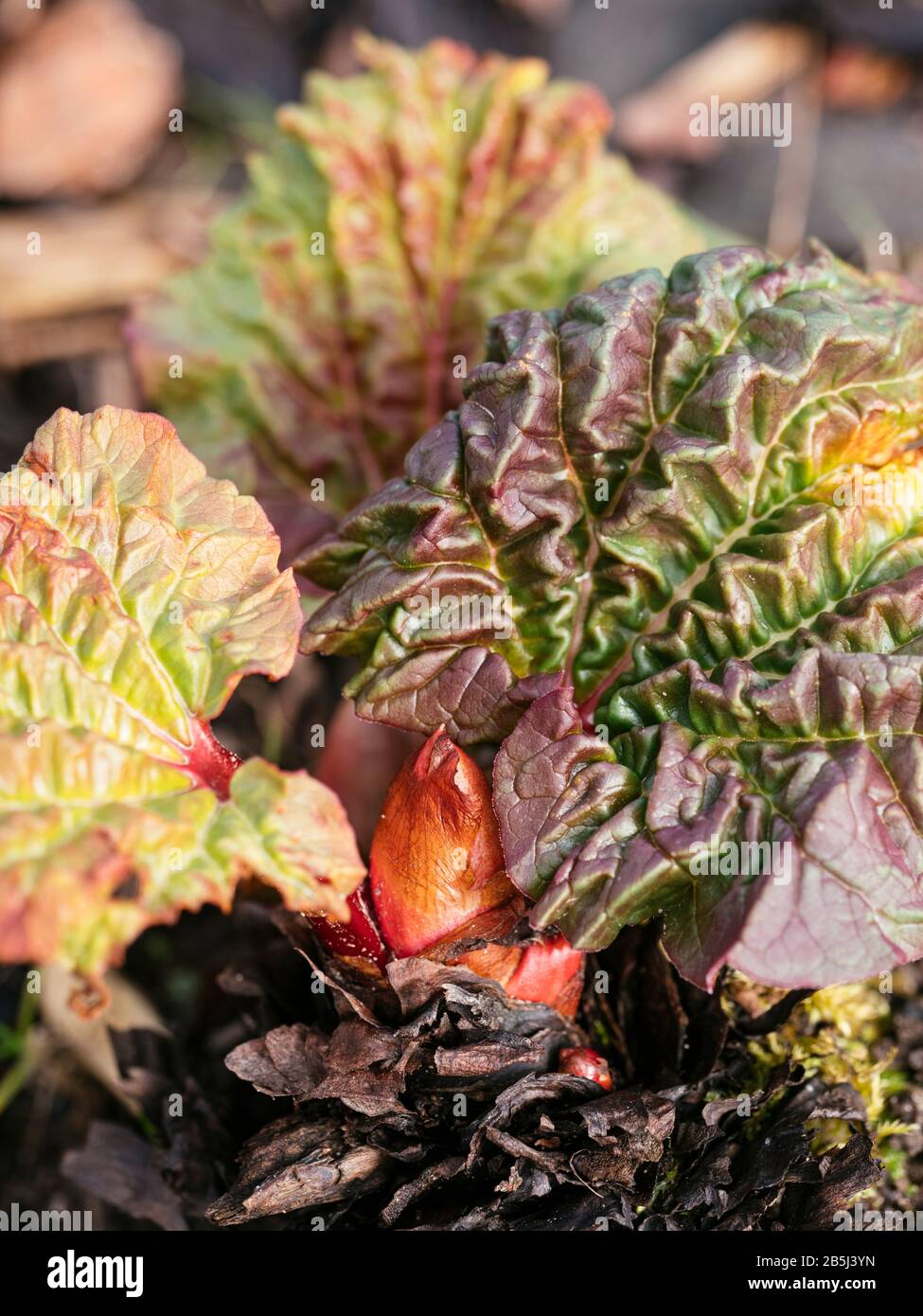 Rhubarb stalks appearing in March. Stock Photo
