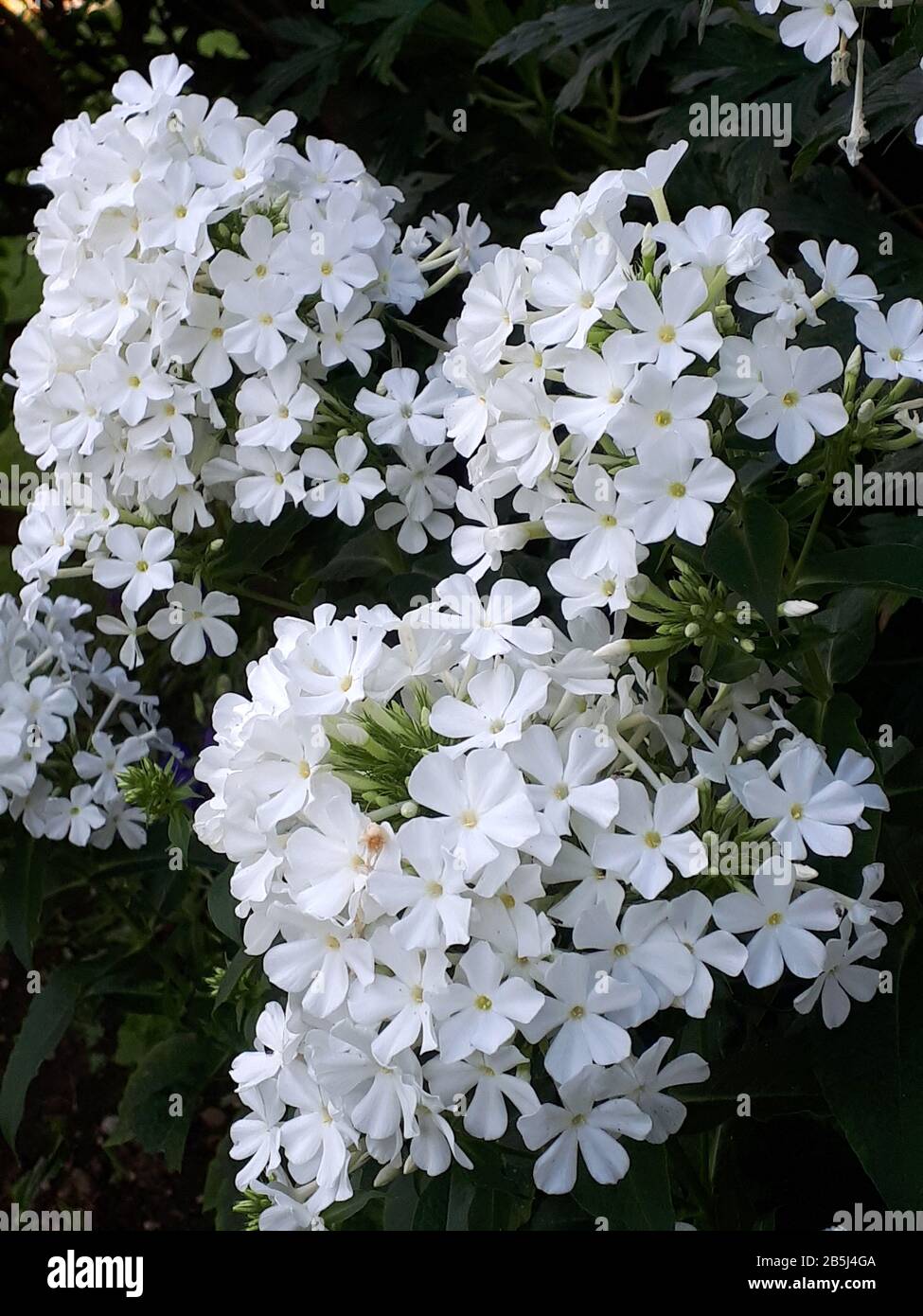Beautiful white flowers in the Spa Gardens in Ripon North Yorkshire.Spa ...