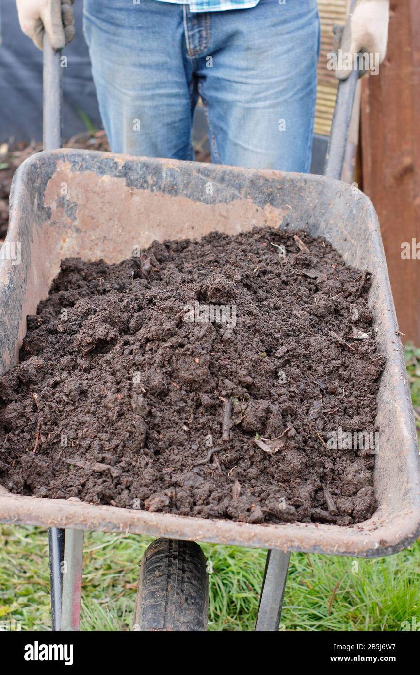 Mature homemade compost, made from vegetable scraps, cardboard, grass clippings and other compostable waste, in a wheelbarrow. UK garden. Stock Photo
