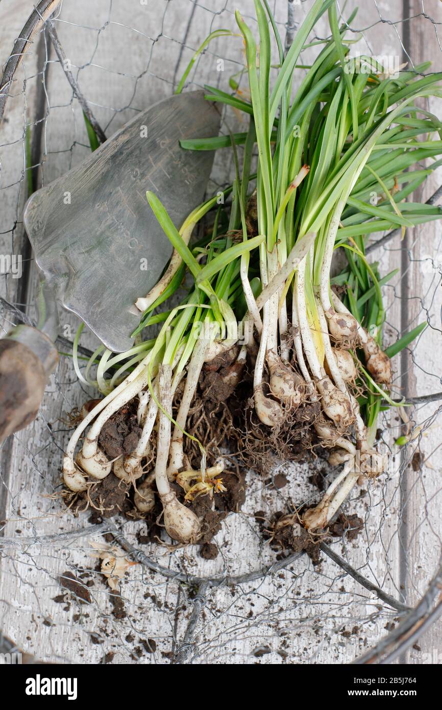 Galanthus nivalis. Clump of snowdrops bulbs in wire basket, dug up after flowering for dividing to increase stock. UK Stock Photo