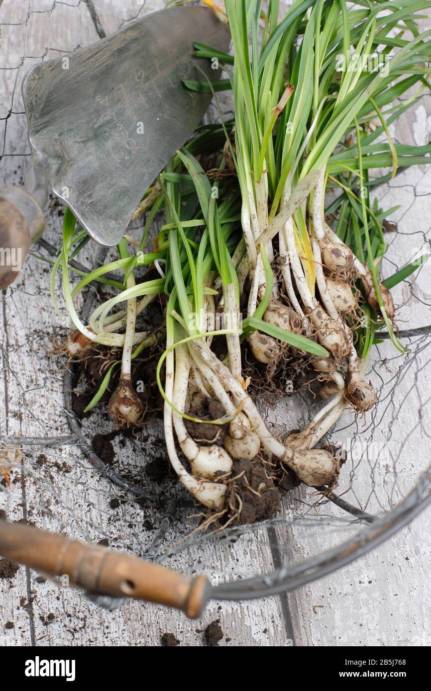 Galanthus nivalis. Clump of snowdrops bulbs in wire basket, dug up after flowering for dividing to increase stock. UK Stock Photo