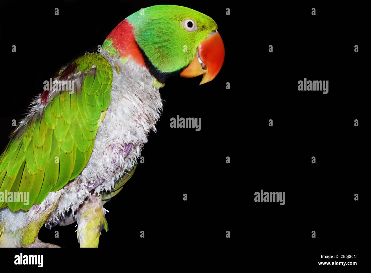 Parrot wallpaper hi-res stock photography and images - Alamy