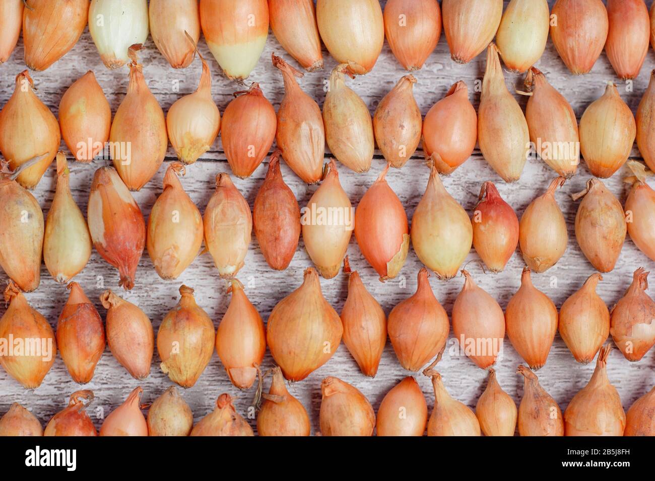 Allium cepa 'Centurion' onion set arranged in rows. UK Stock Photo