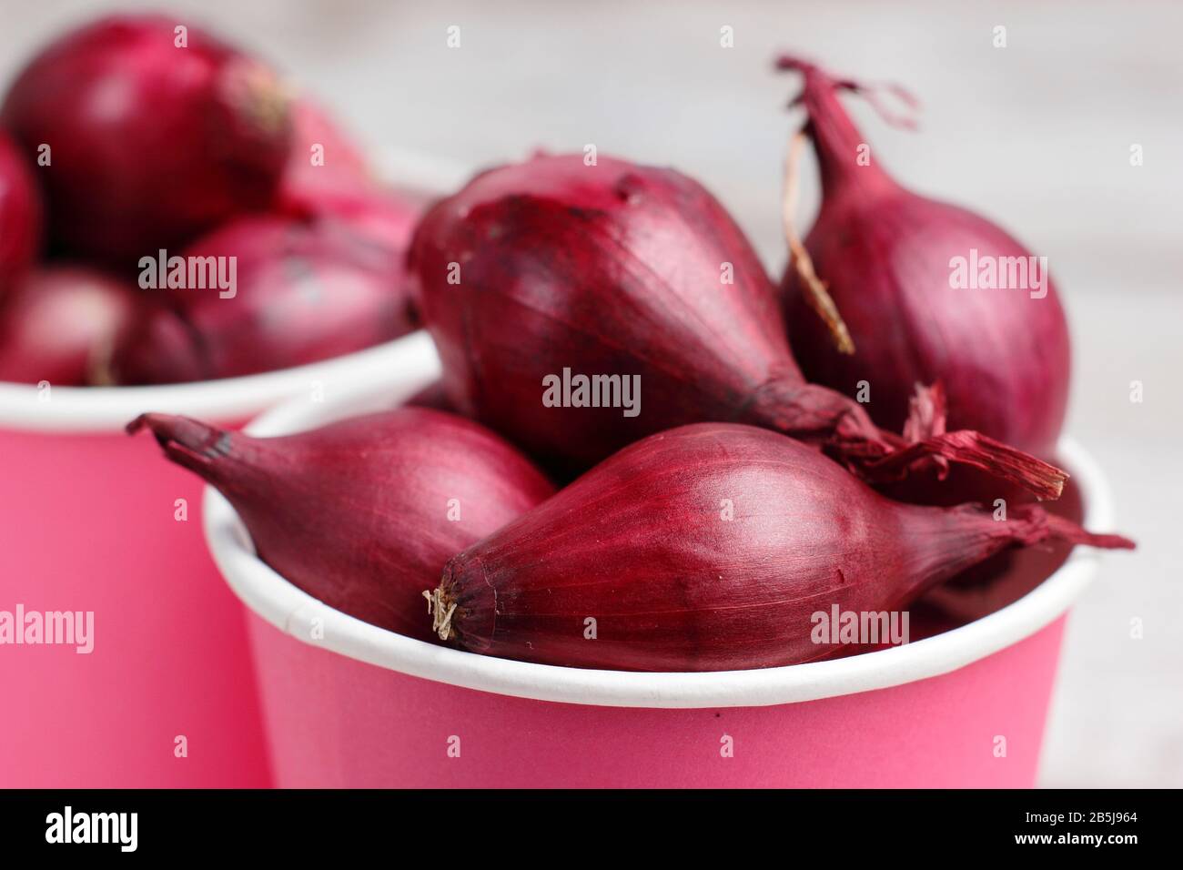 Allium cepa 'Red Baron' onion sets ready for planting. UK Stock Photo