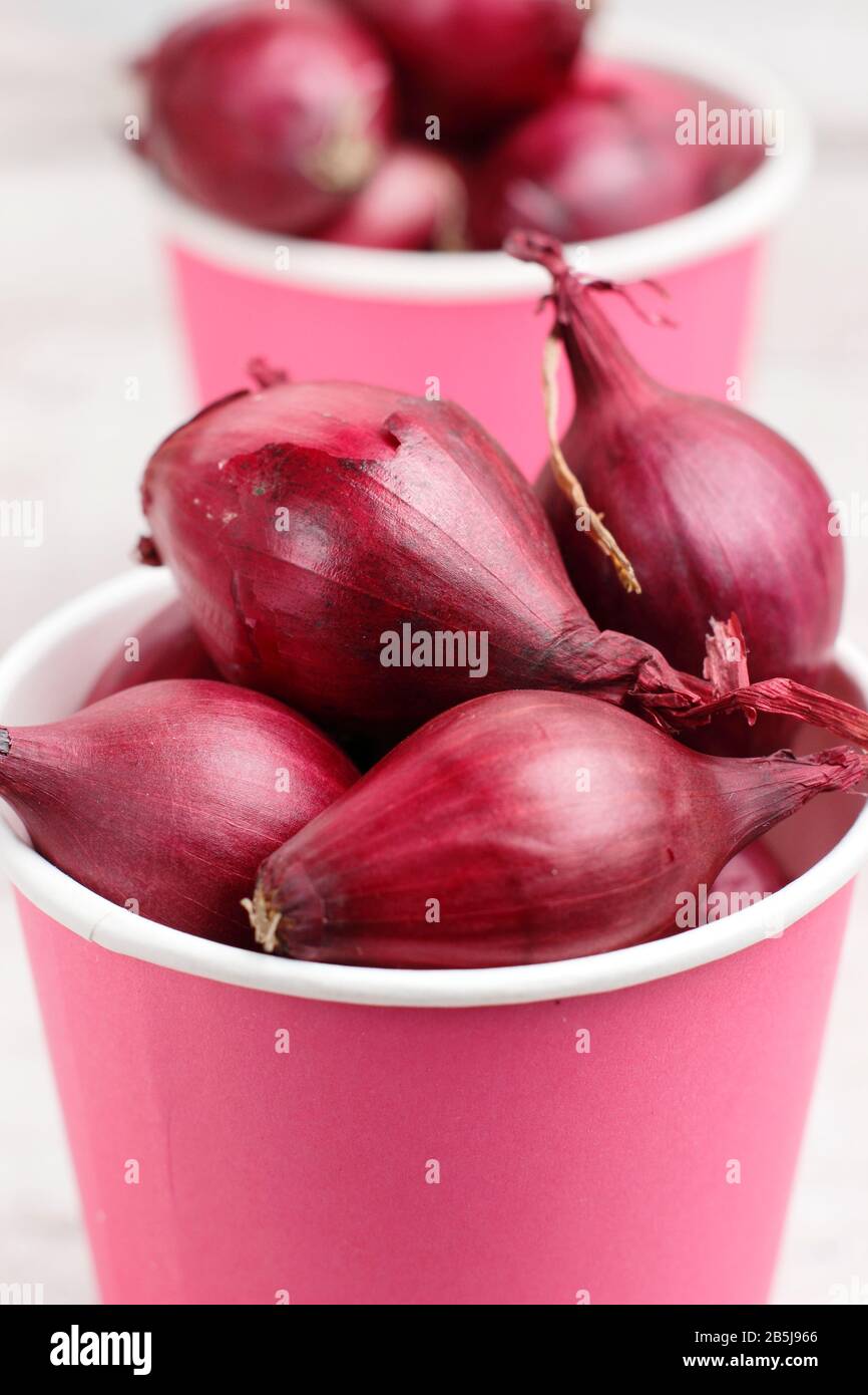 Allium cepa 'Red Baron' onion sets ready for planting. UK Stock Photo