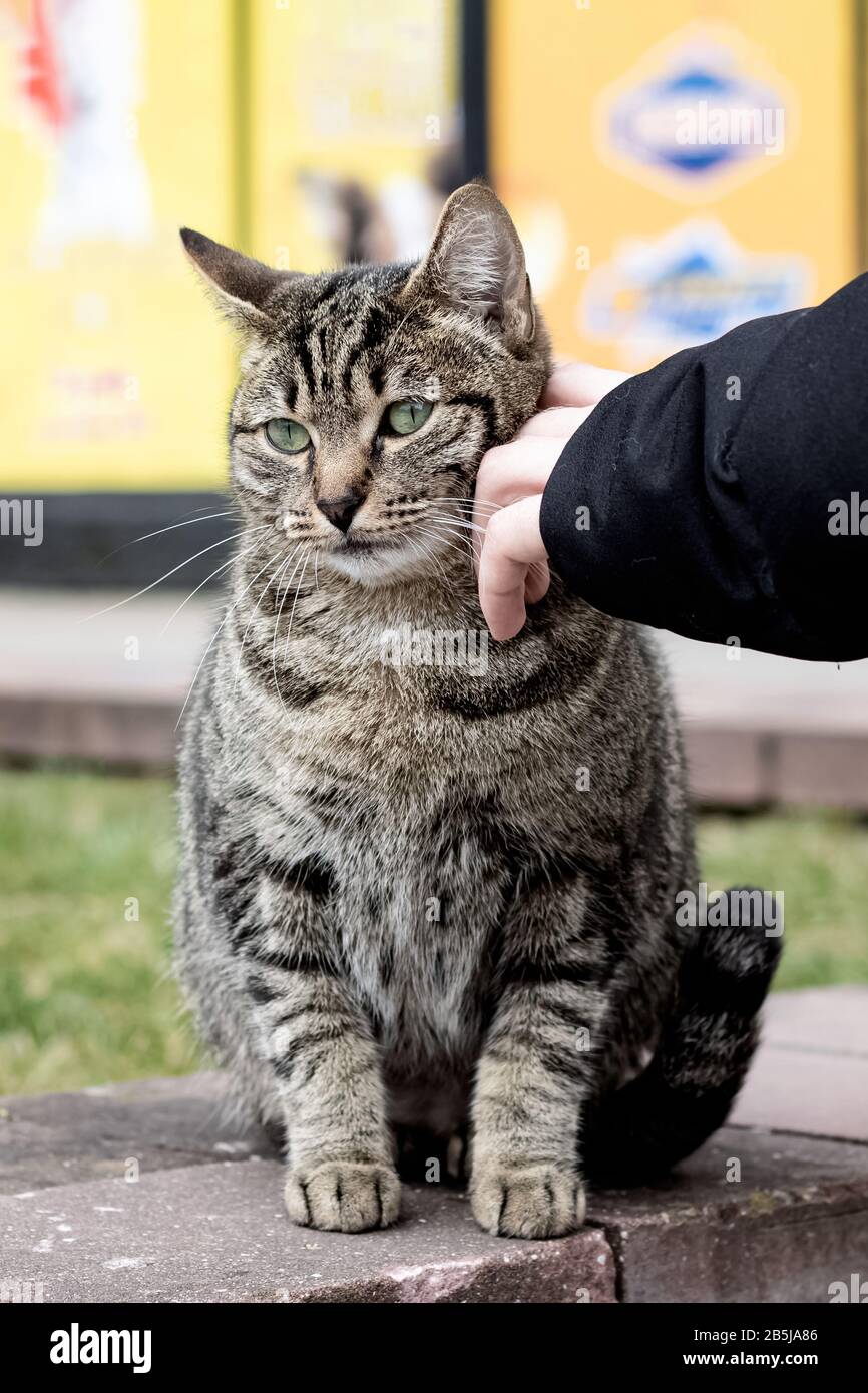 Hand stroking a stray gray tabby cat Stock Photo