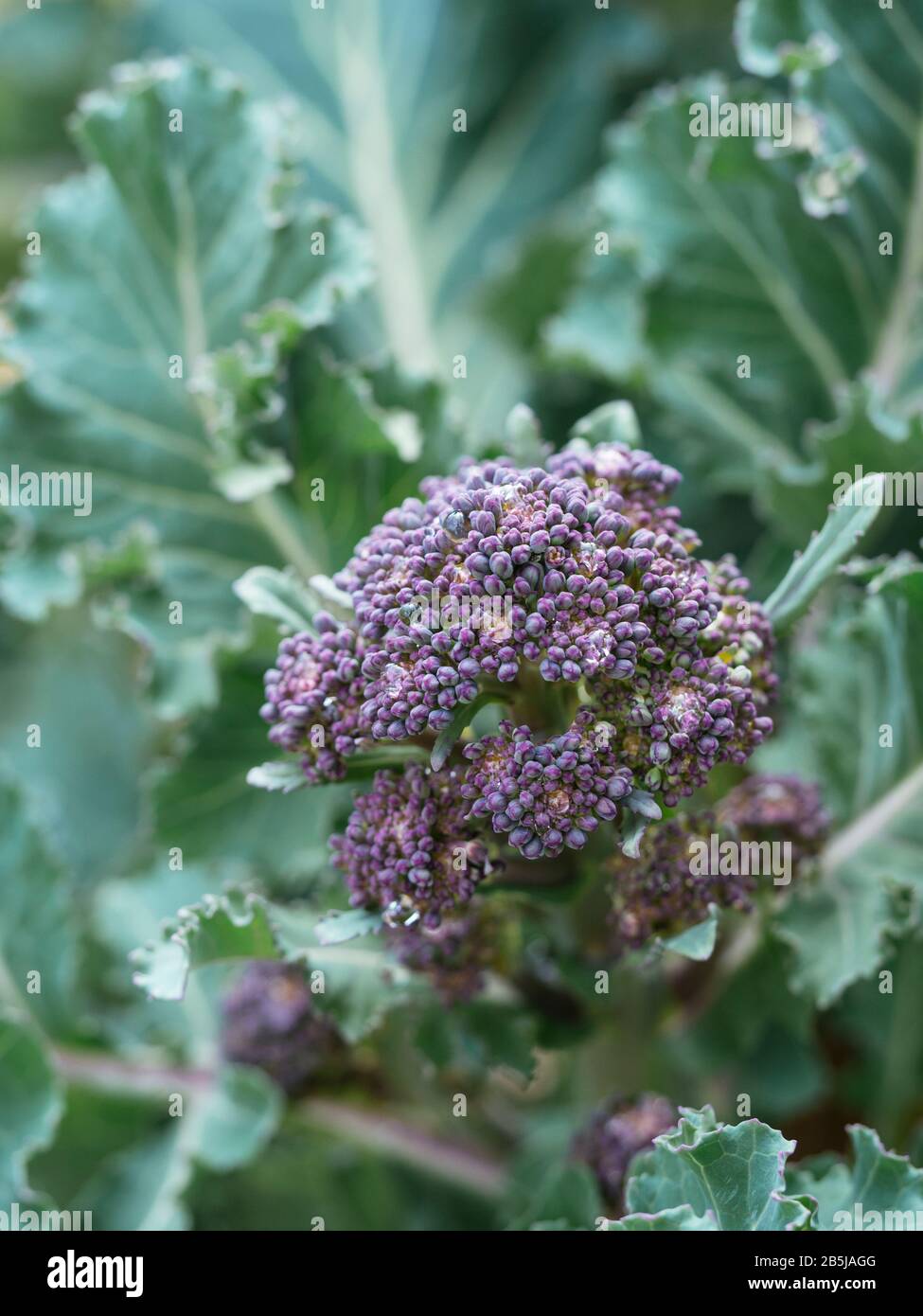 Early Purple Sprouting Broccoli growing in a vegetable garden in March. Stock Photo