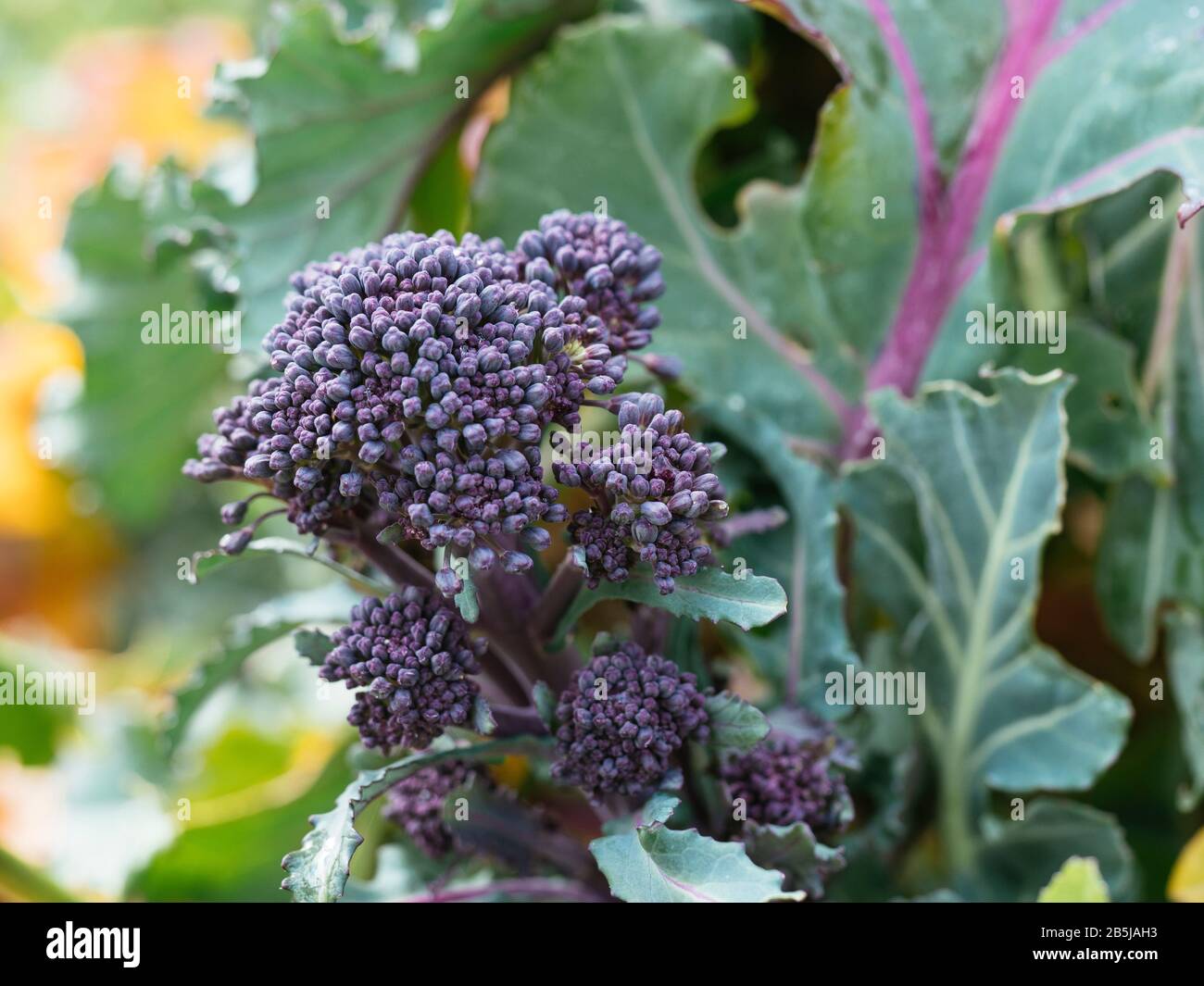 Early Purple Sprouting Broccoli growing in a vegetable garden in March