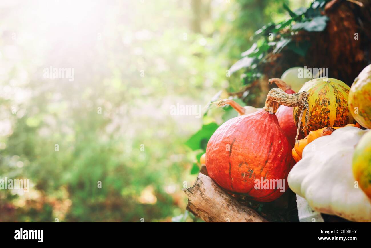 A rustic autumn still life with pumpkins and golden leaves on a wooden ...